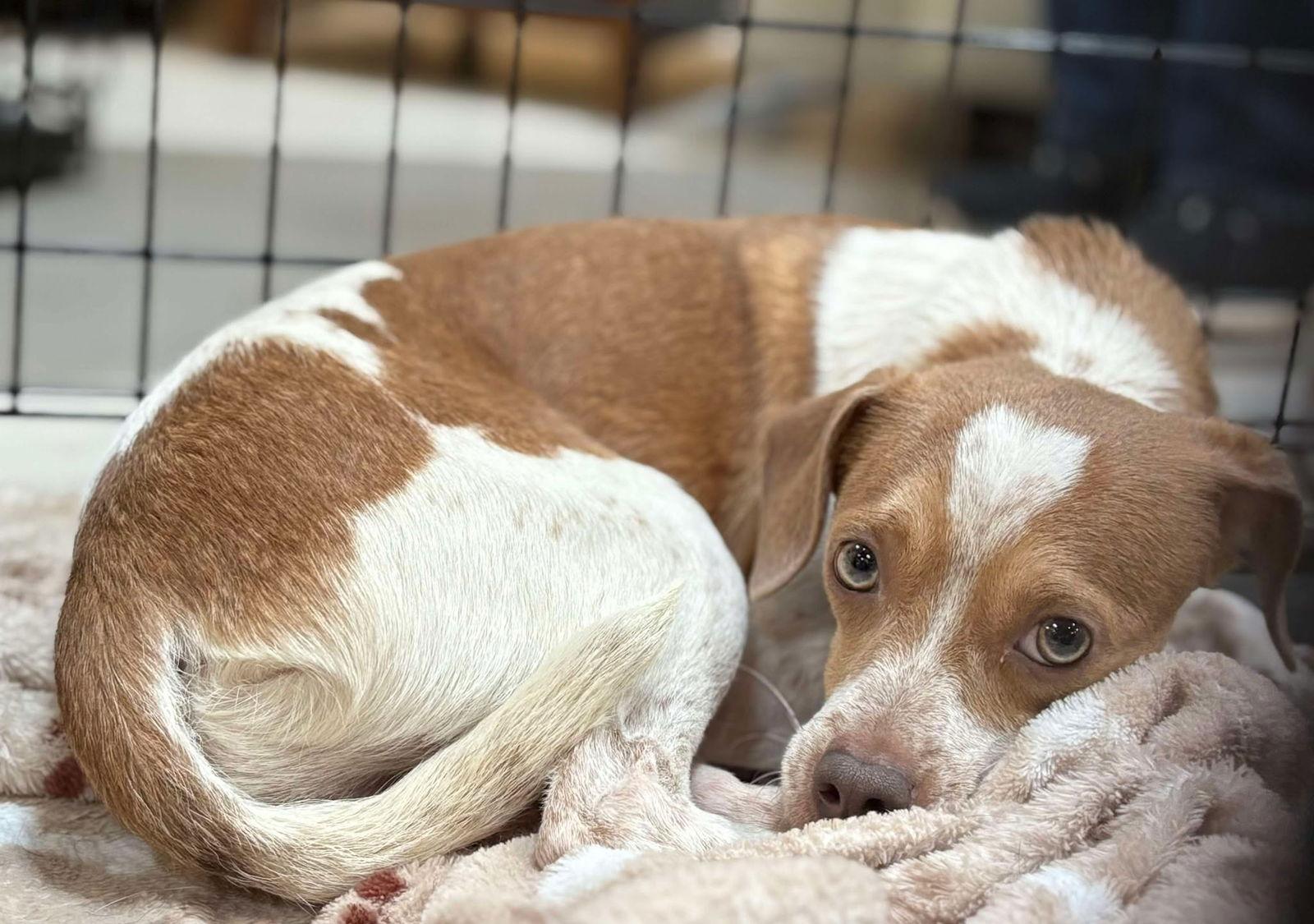 Enlarge Cash, a Adoptable Chihuahua in Visalia, CA image 1/3