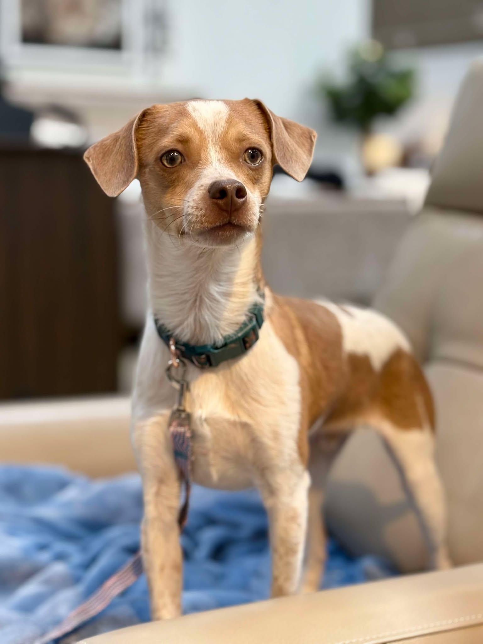 Enlarge Cash, a Adoptable Chihuahua in Visalia, CA image 3/3