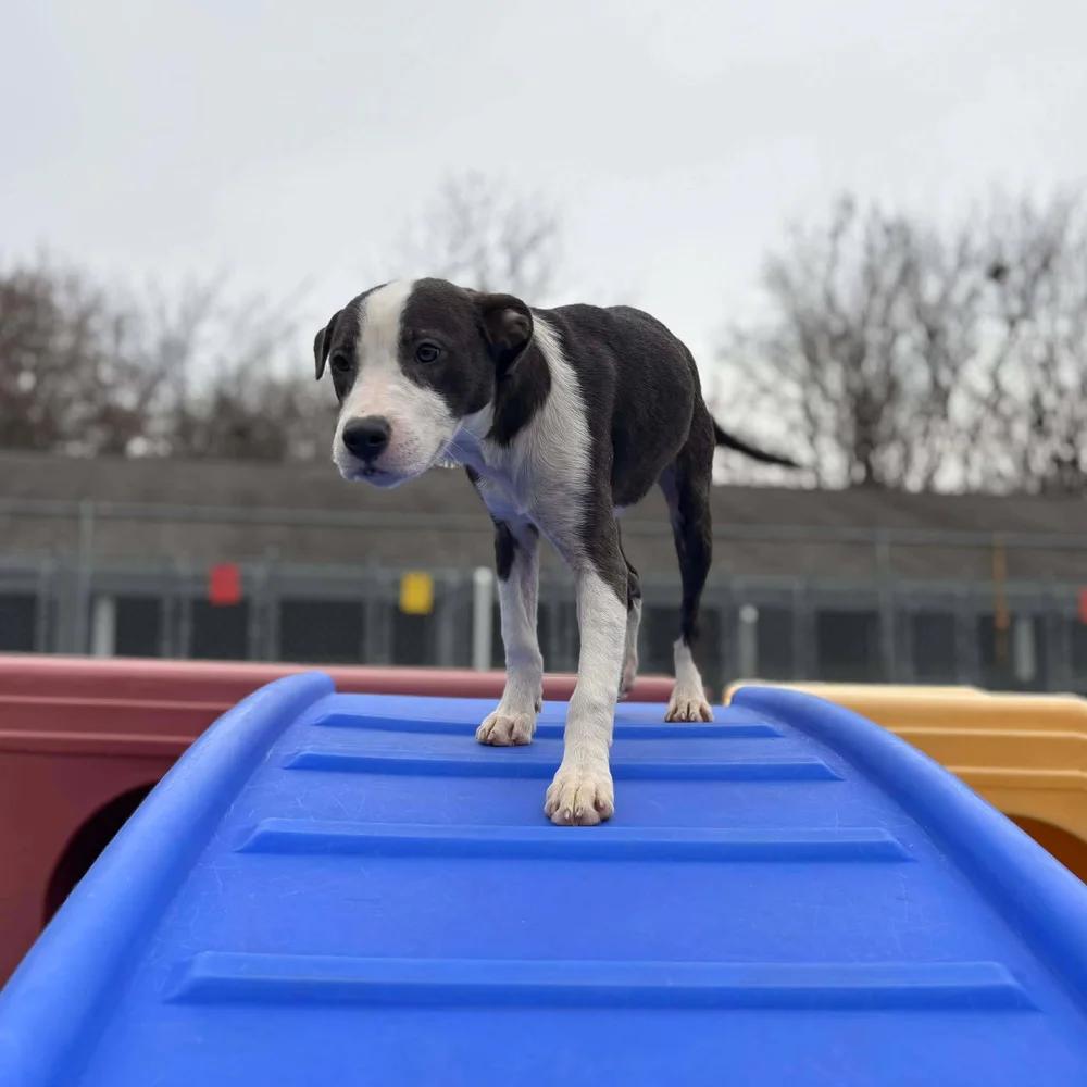 Enlarge Sushi, an adopted mixed breed in Godfrey, IL image 5/6