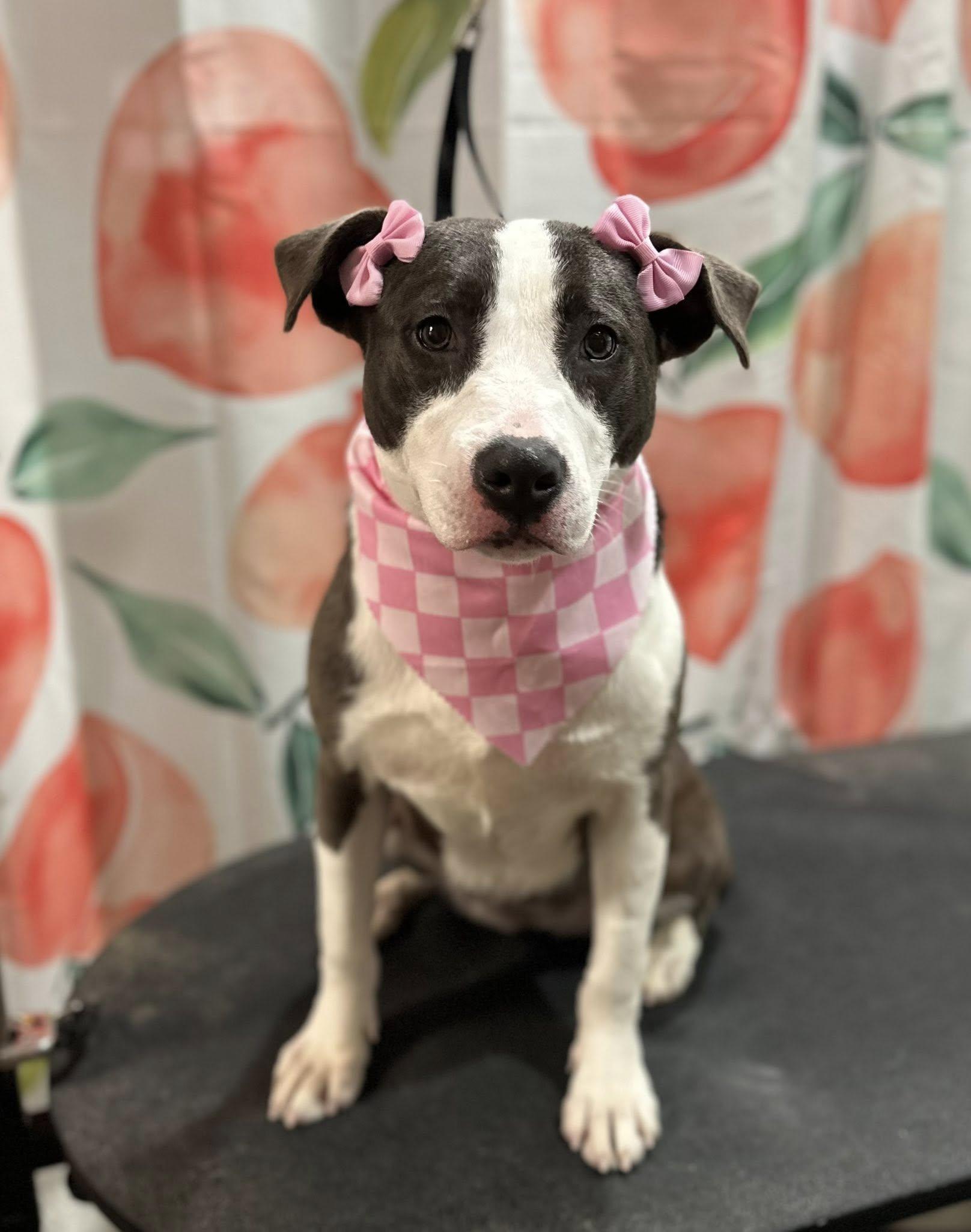 Enlarge Sushi, an adopted mixed breed in Godfrey, IL image 1/6