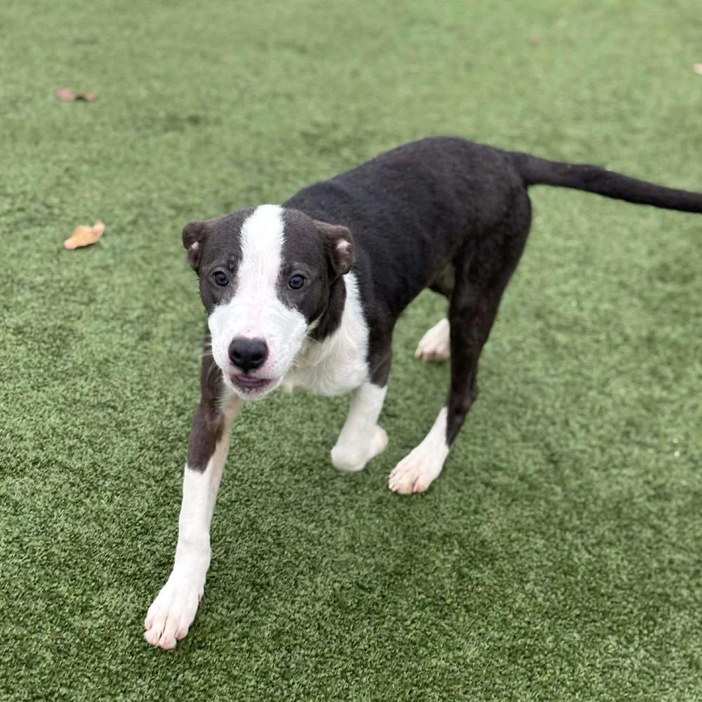 Enlarge Sushi, an adopted mixed breed in Godfrey, IL image 6/6