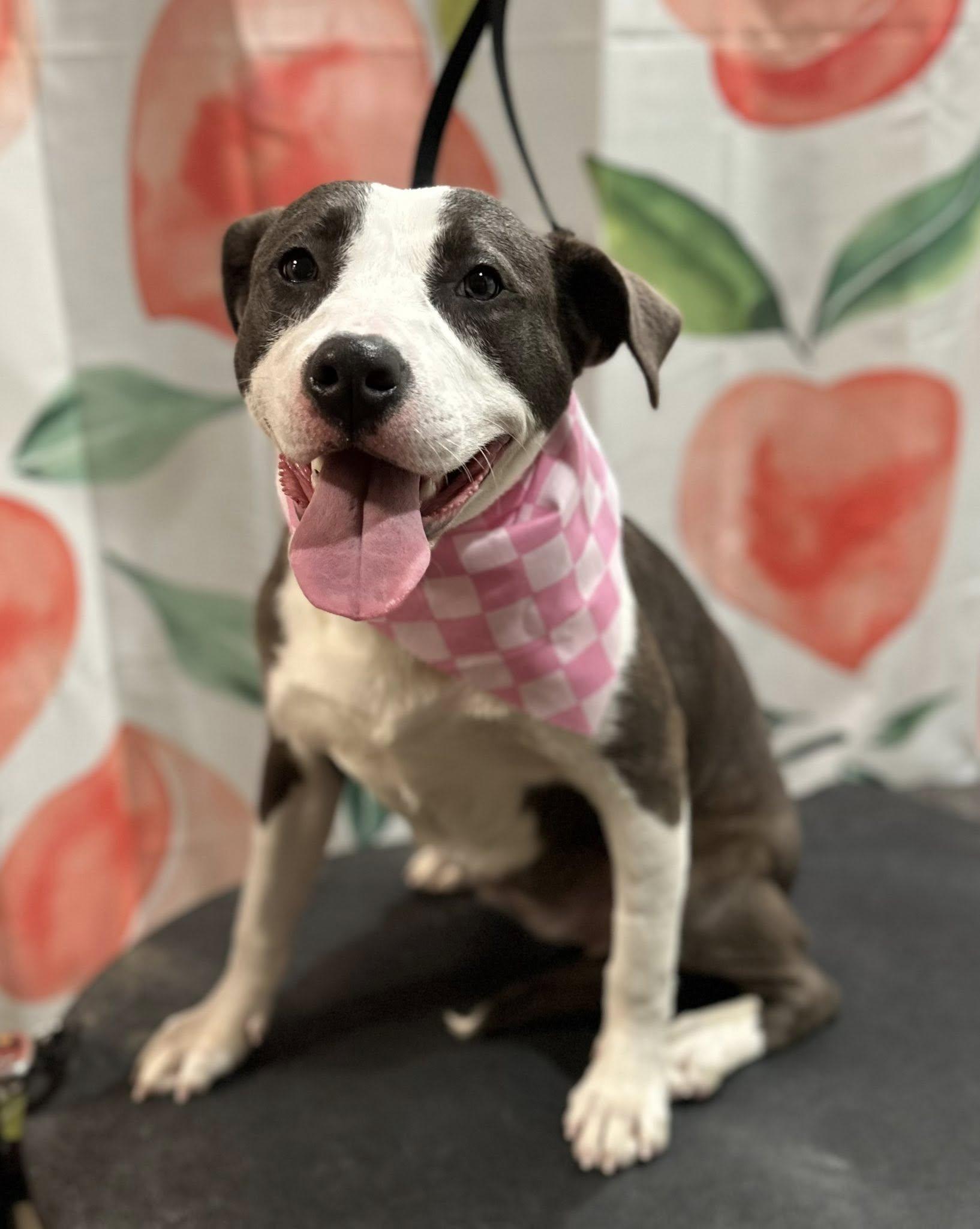 Sushi — thumbnail 5