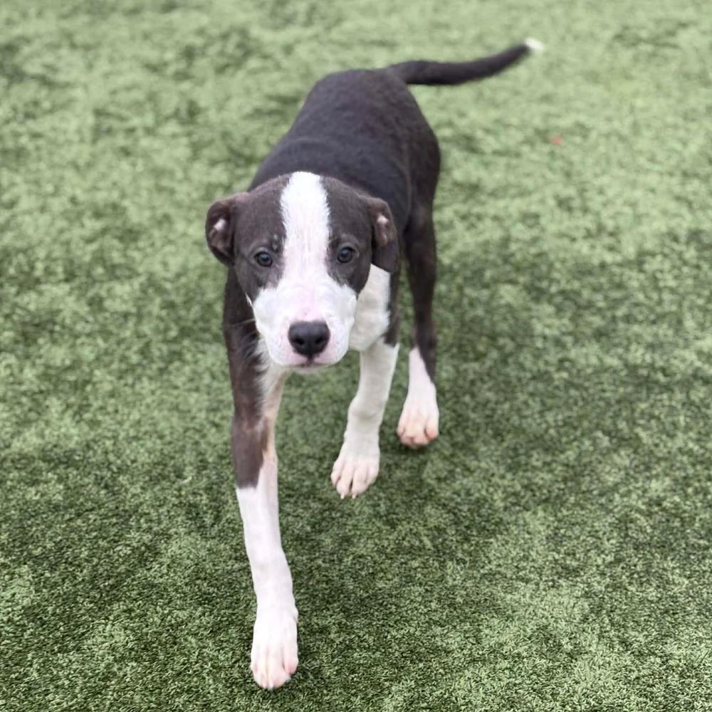 Enlarge Sushi, an adopted mixed breed in Godfrey, IL image 4/6