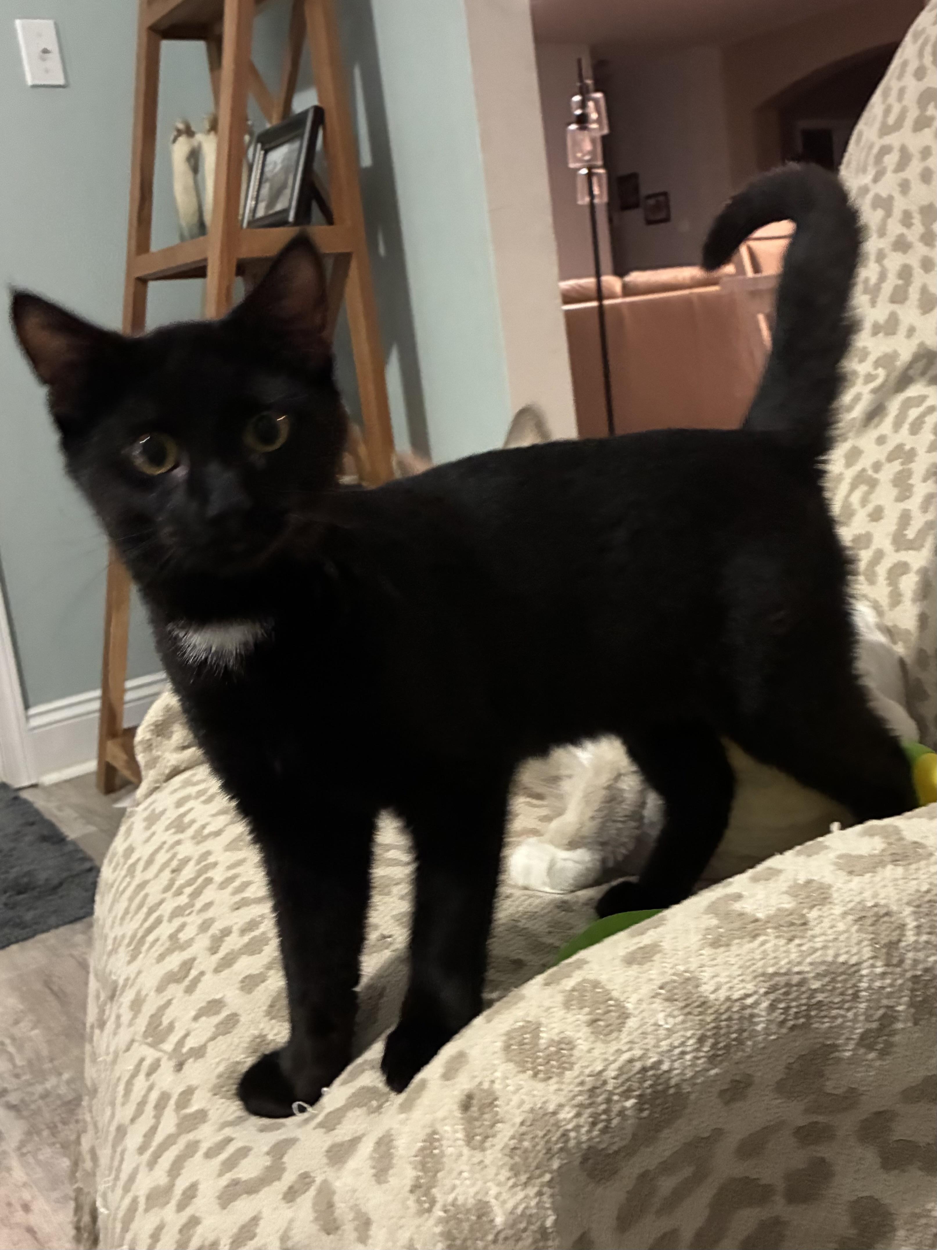 Bashful/Baja, Adoptable, Kitten Male American Shorthair.