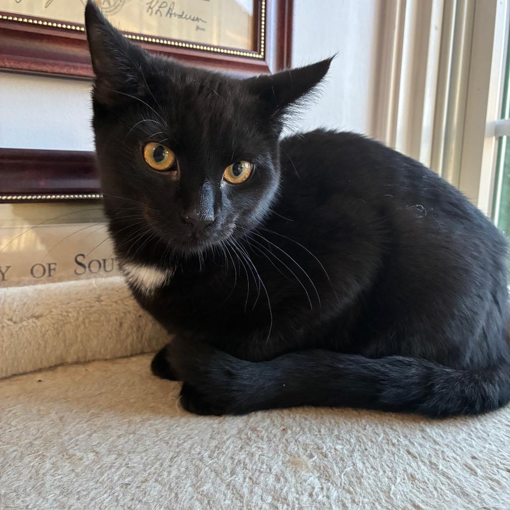 Enlarge Bashful/Baja, a Adoptable American Shorthair in Pittsburgh, PA image 2/6