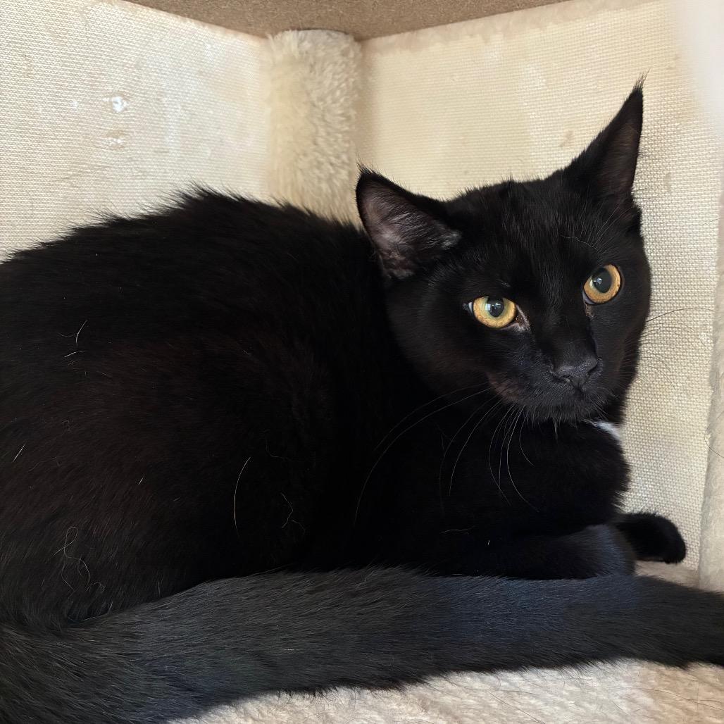 Enlarge Bashful/Baja, a Adoptable American Shorthair in Pittsburgh, PA image 3/6