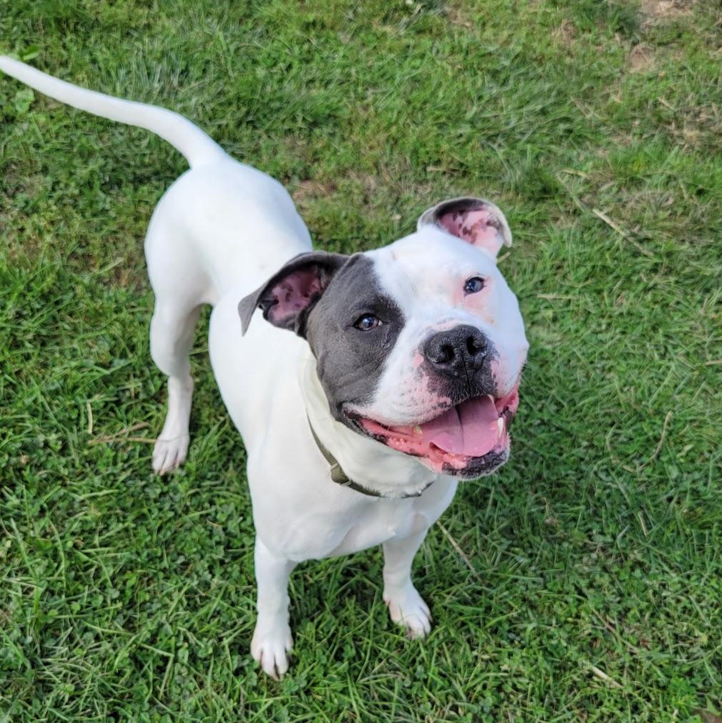 Enlarge Franklin, a Adoptable mixed breed in Lisbon, OH image 2/3