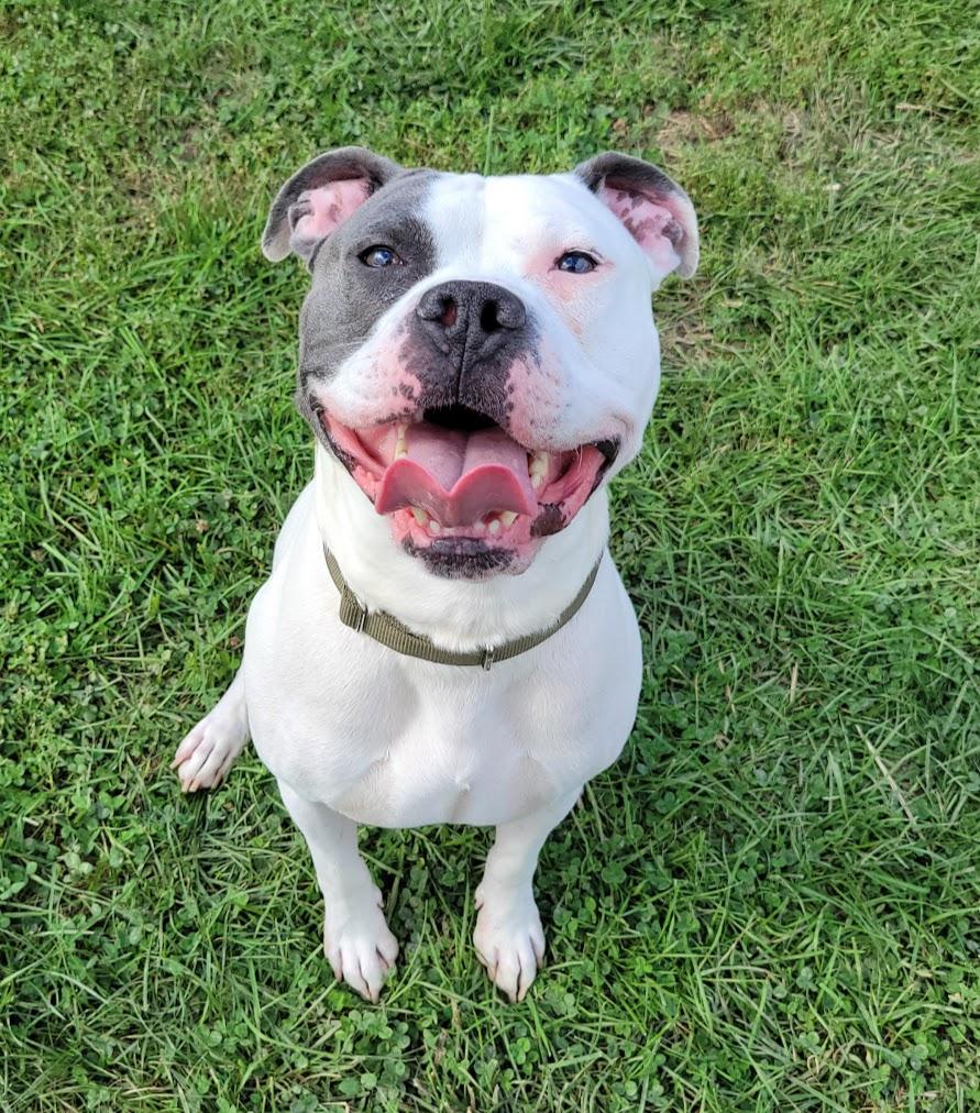 Enlarge Franklin, a Adoptable mixed breed in Lisbon, OH image 3/3