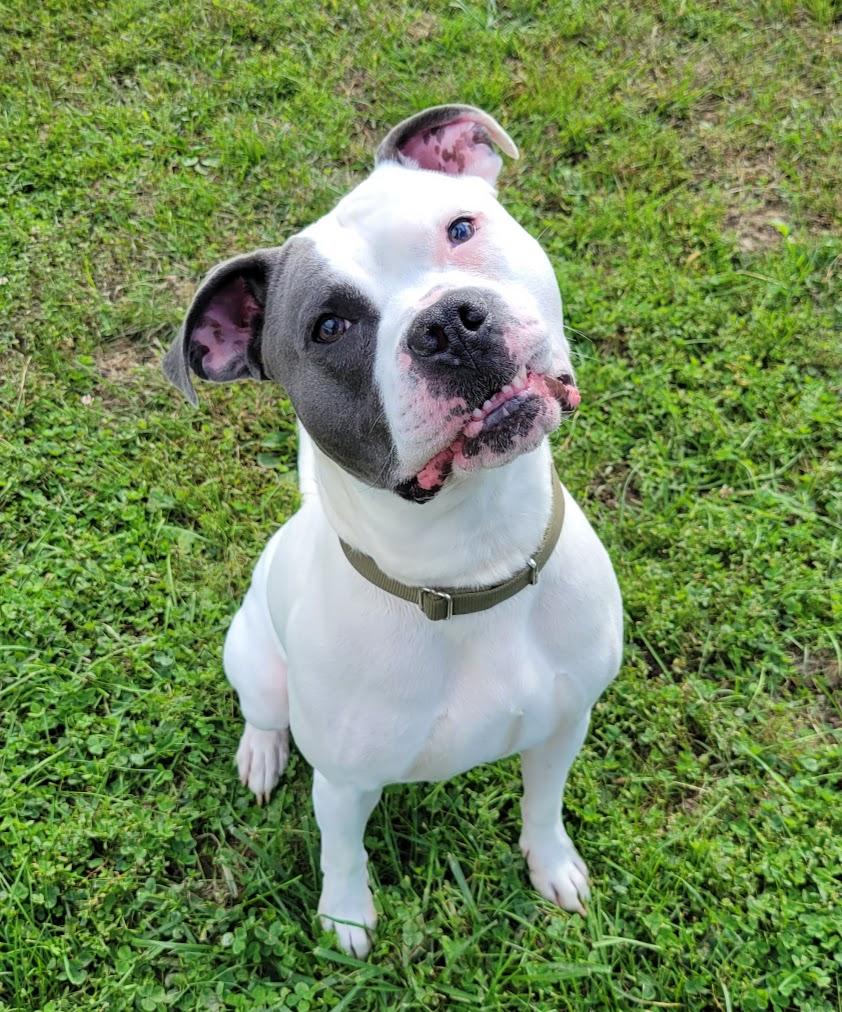 Franklin, Adoptable, Adult Male American Bully.