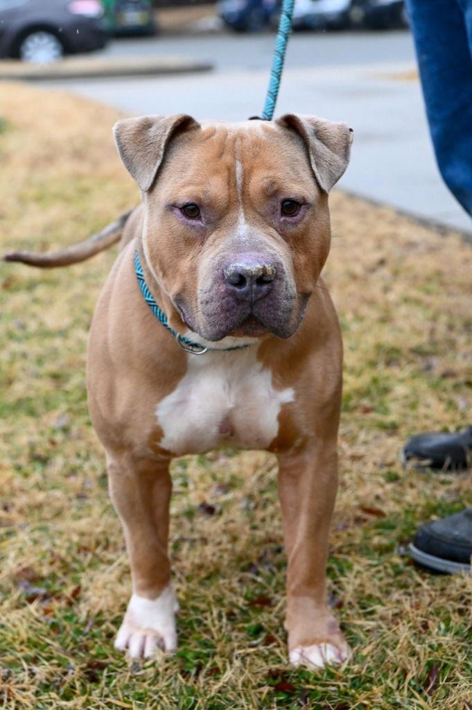 Enlarge DI 90 Leo, a Adoptable Pit Bull Terrier in Glen Allen, VA image 1/3