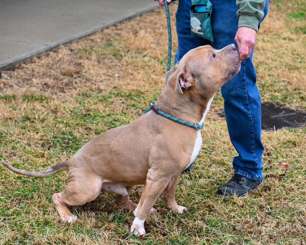 Enlarge DI 90 Leo, a Adoptable Pit Bull Terrier in Glen Allen, VA image 2/3