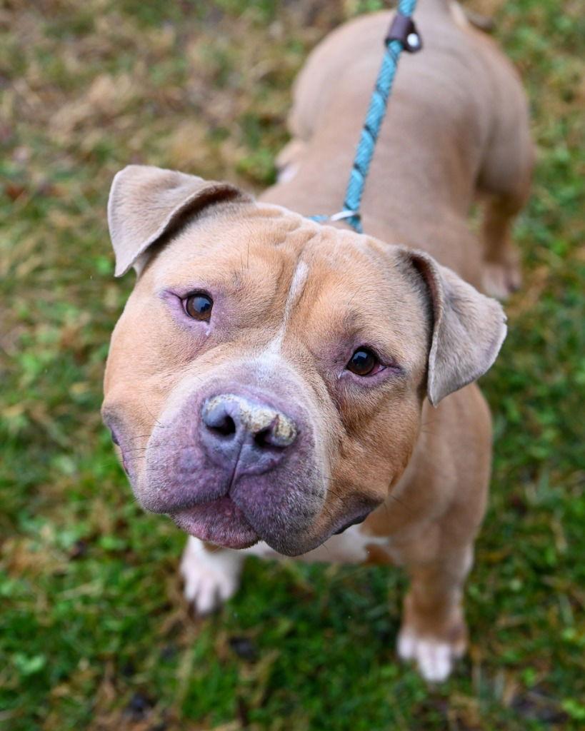 Enlarge DI 90 Leo, a Adoptable Pit Bull Terrier in Glen Allen, VA image 3/3