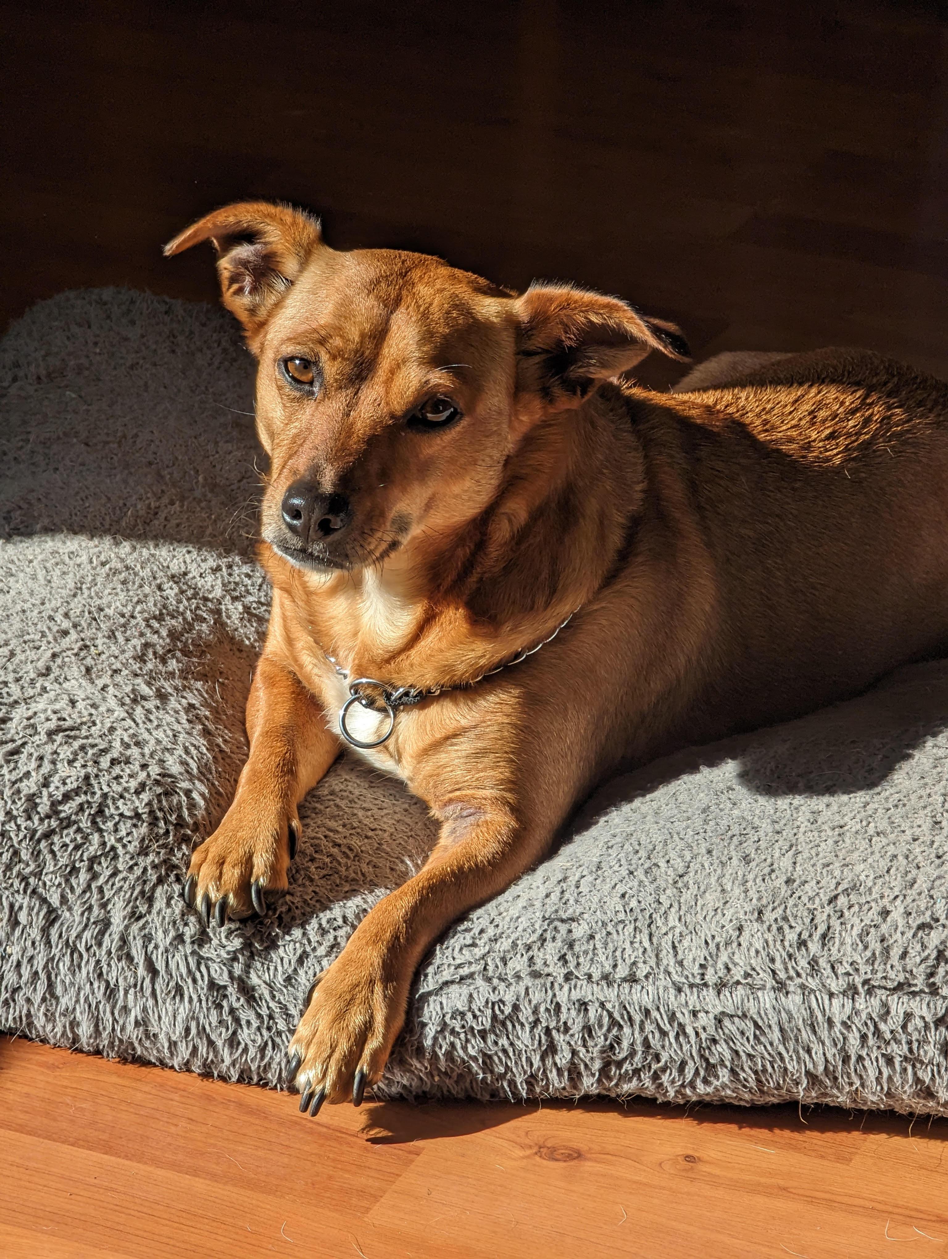 Churro **Courtesy Posting**, Adoptable, Adult Male Chihuahua & Dachshund.