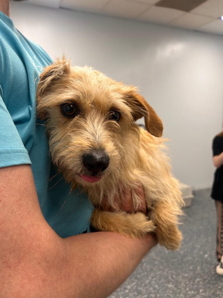 Enlarge Dano, a Adoptable mixed breed in Thousand Oaks, CA image 2/2