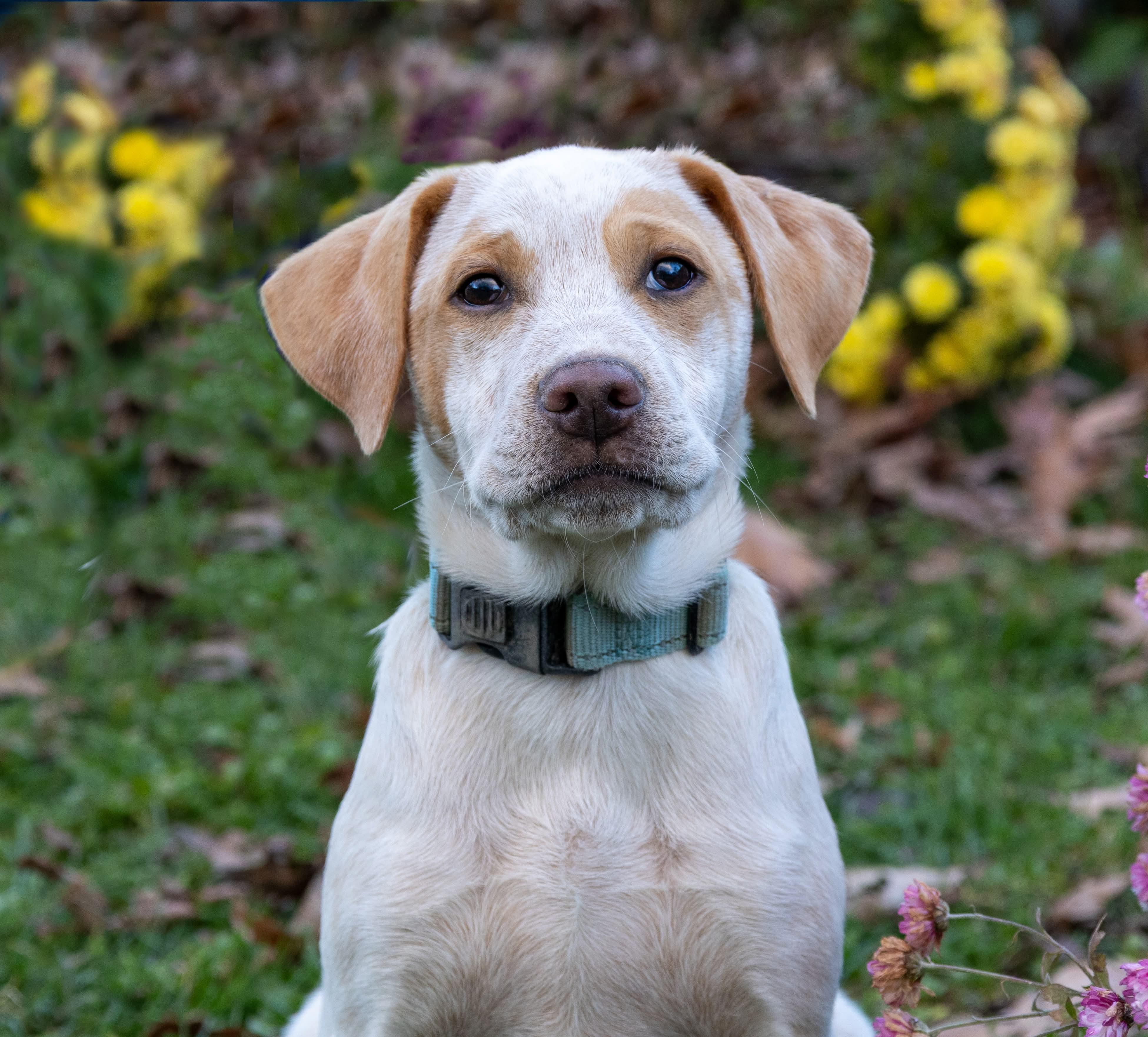 Holden, a Adoptable mixed breed in Argyle, NY image 1/6