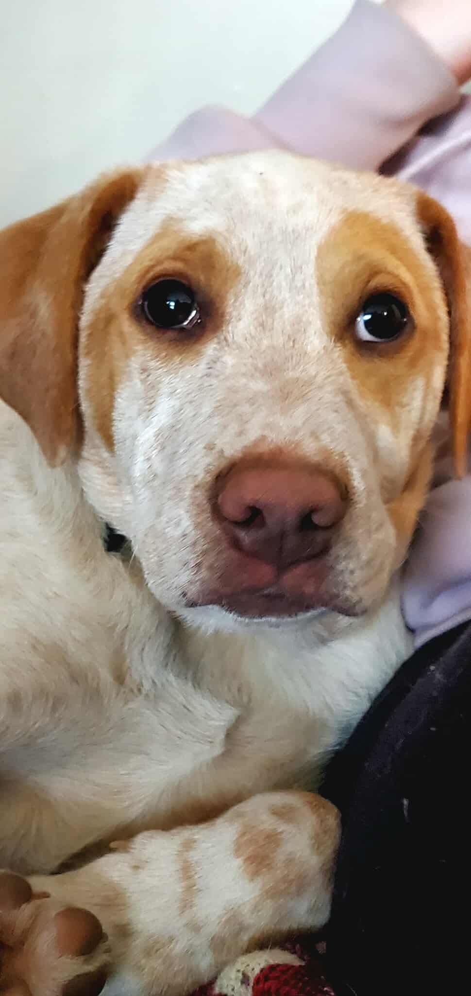 Holden, a Adoptable mixed breed in Argyle, NY image 2/6