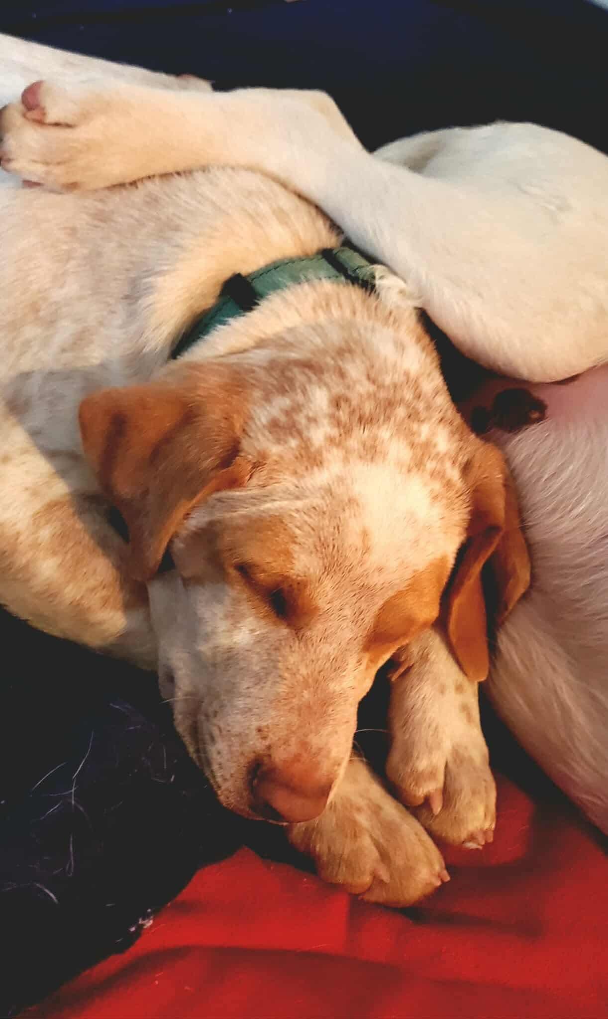 Holden, a Adoptable mixed breed in Argyle, NY image 3/6