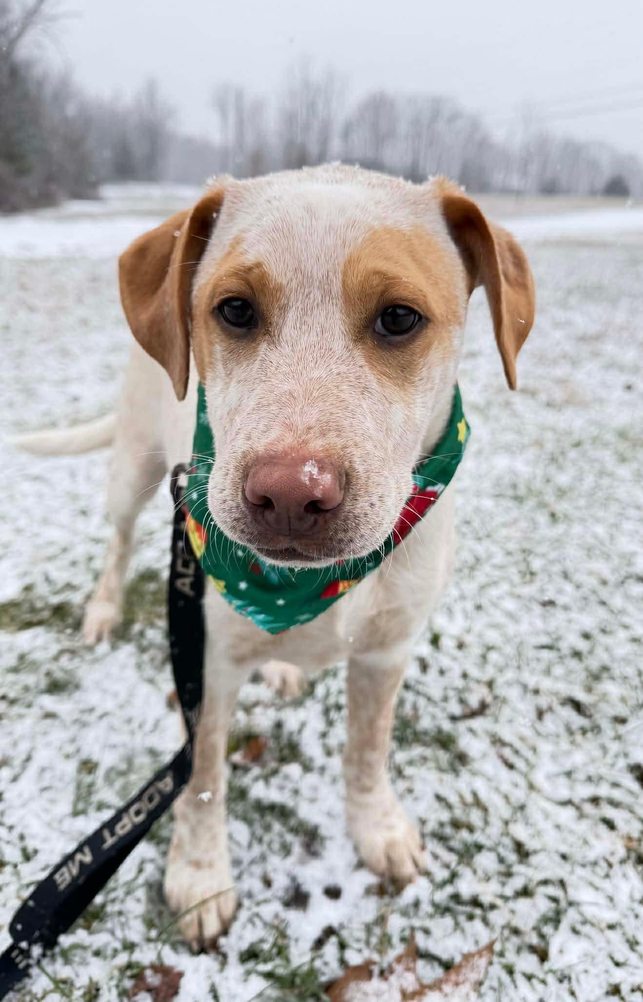 Enlarge Holden, a Adoptable mixed breed in Argyle, NY image 5/6
