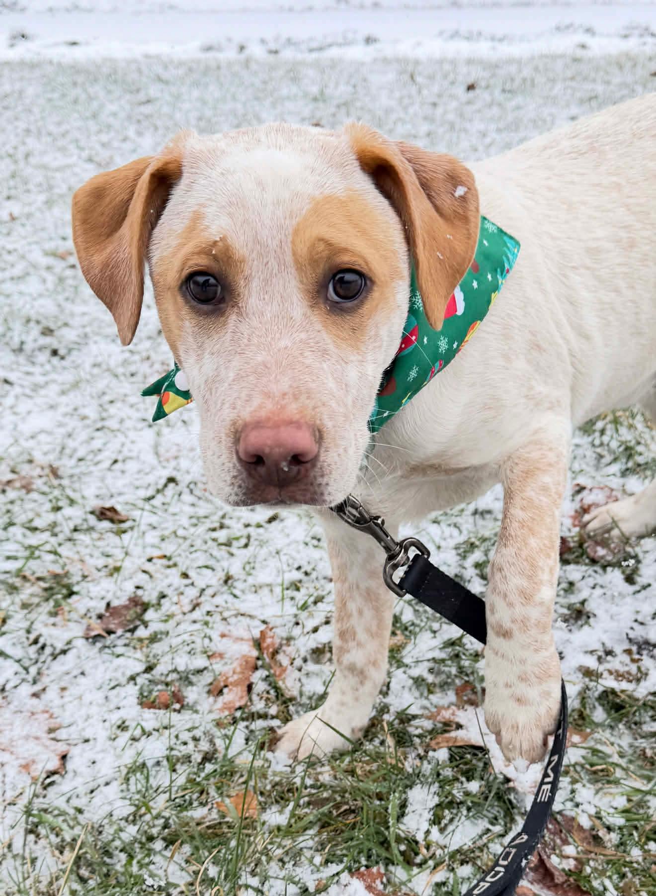 Holden, Adoptable, Puppy Male Australian Cattle Dog / Blue Heeler.