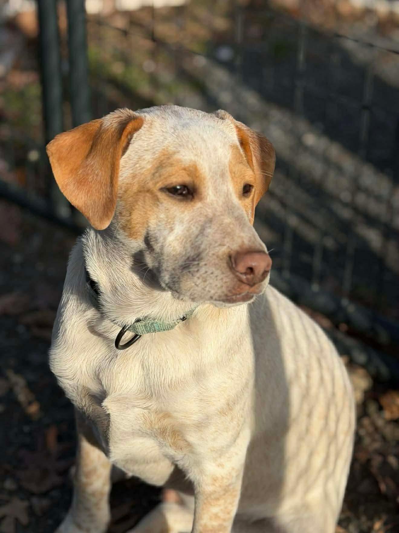 Enlarge Holden, a Adoptable mixed breed in Argyle, NY image 4/6
