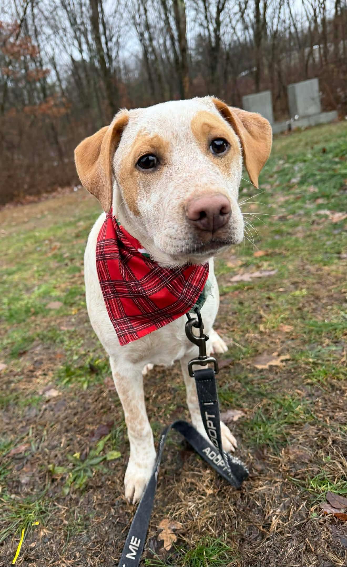 Enlarge Holden, a Adoptable mixed breed in Argyle, NY image 3/6