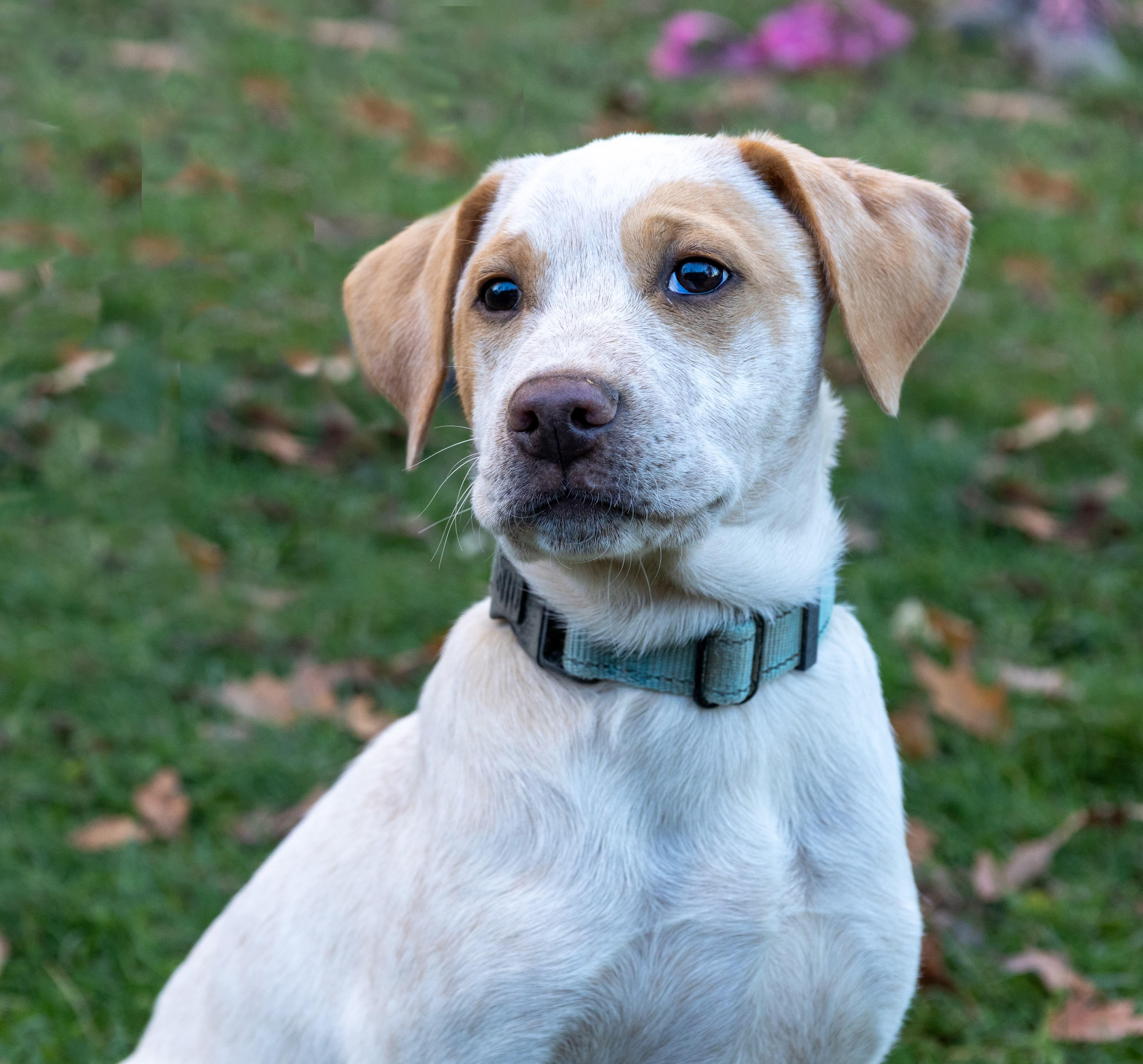 Holden, a Adoptable mixed breed in Argyle, NY image 4/6