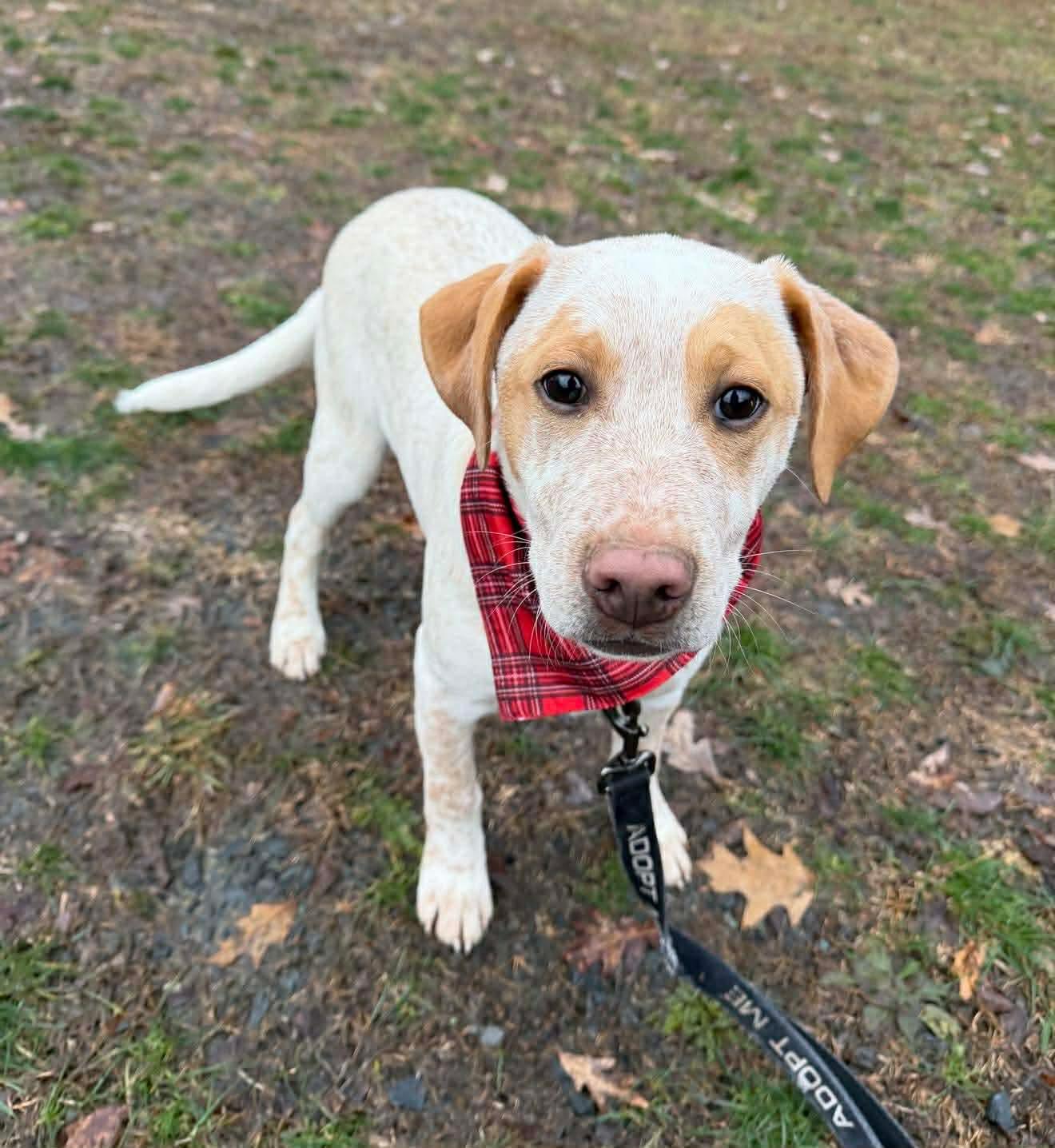 Enlarge Holden, a Adoptable mixed breed in Argyle, NY image 2/6