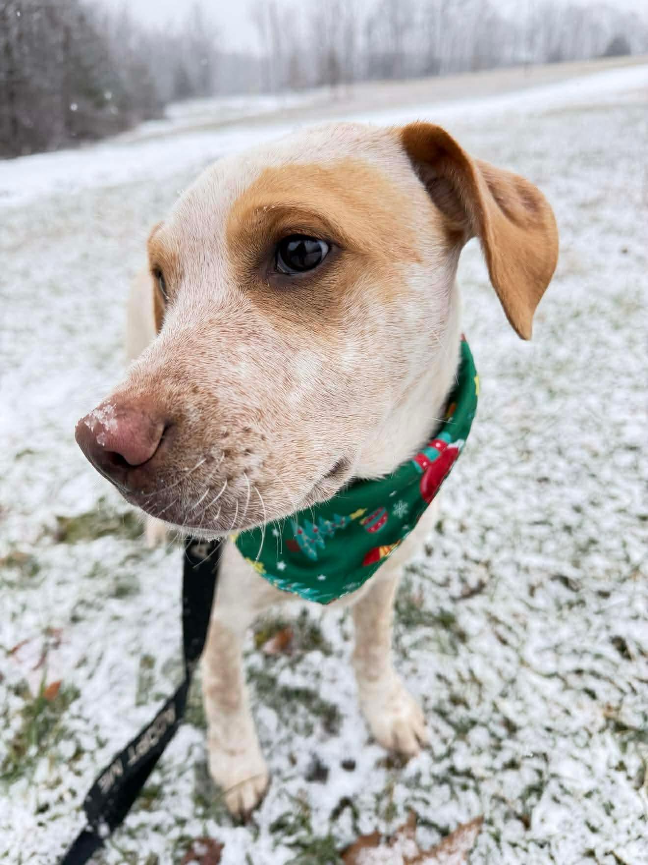 Enlarge Holden, a Adoptable mixed breed in Argyle, NY image 6/6