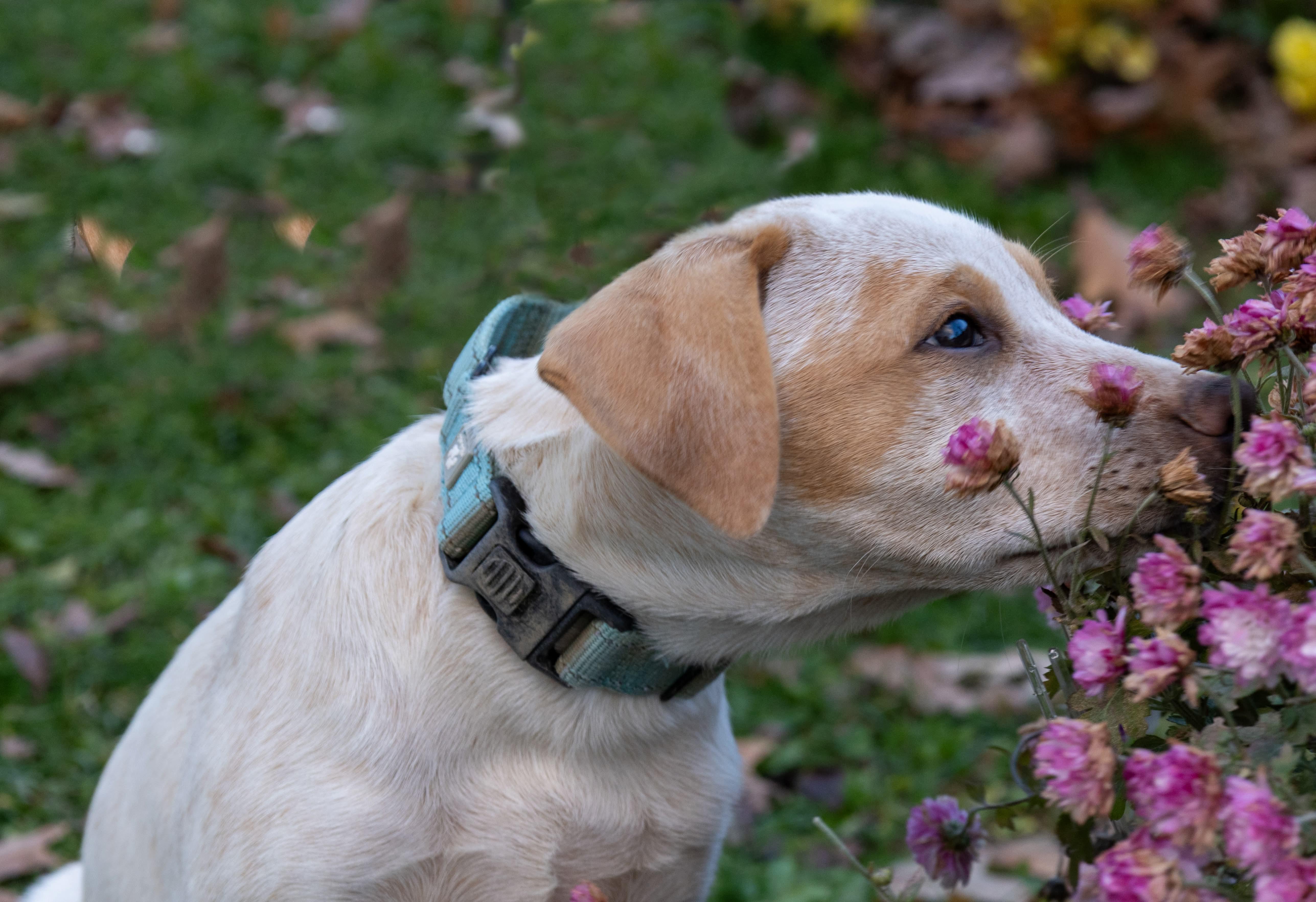 Holden, a Adoptable mixed breed in Argyle, NY image 5/6