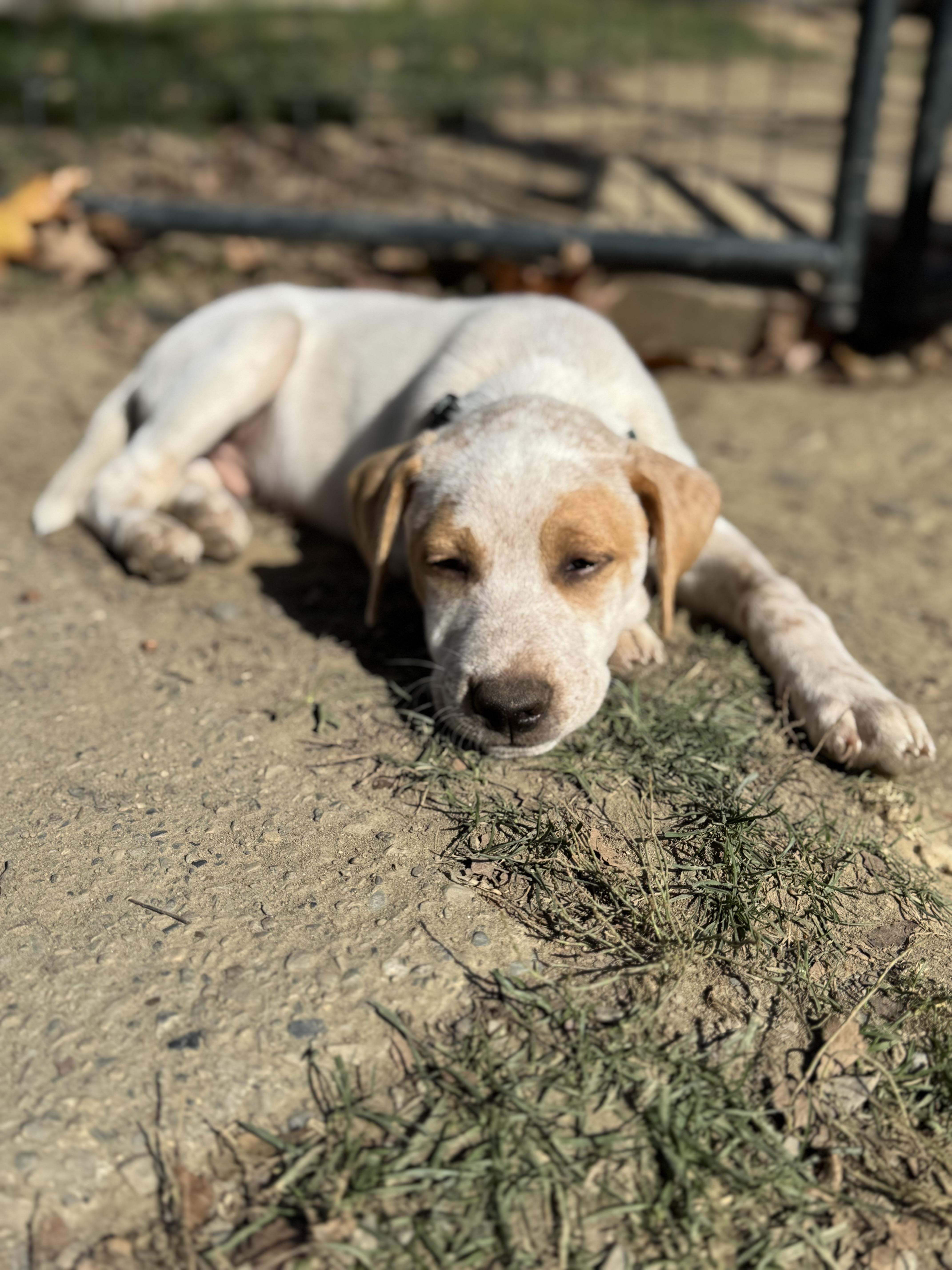Holden, Adoptable, Puppy Male Australian Cattle Dog / Blue Heeler.