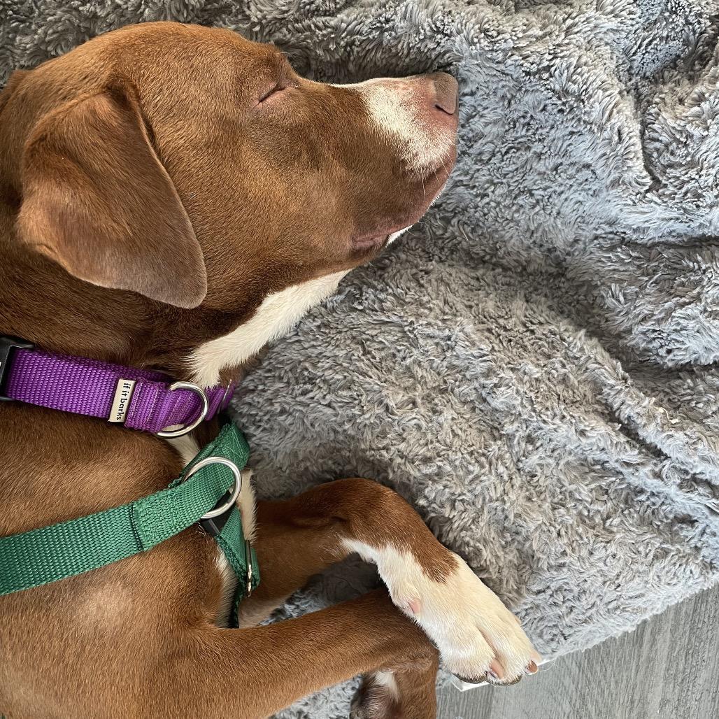 Rainbow Sprinkles, Adoptable, Adult Male Chocolate Labrador Retriever & Mixed Breed.