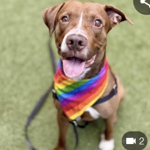 Enlarge Rainbow Sprinkles, a Adoptable mixed breed in Jersey City, NJ image 2/6