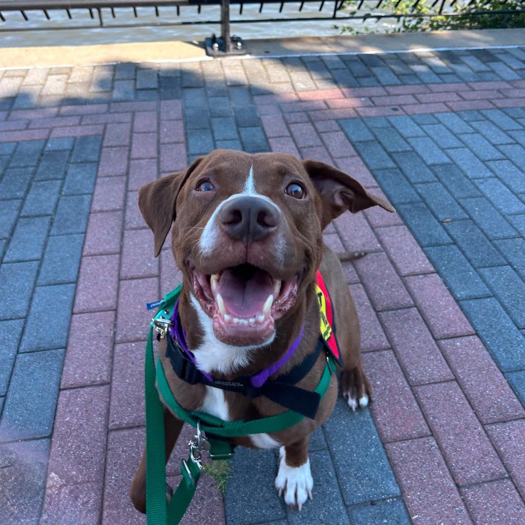 Enlarge Rainbow Sprinkles, a Adoptable mixed breed in Jersey City, NJ image 3/6