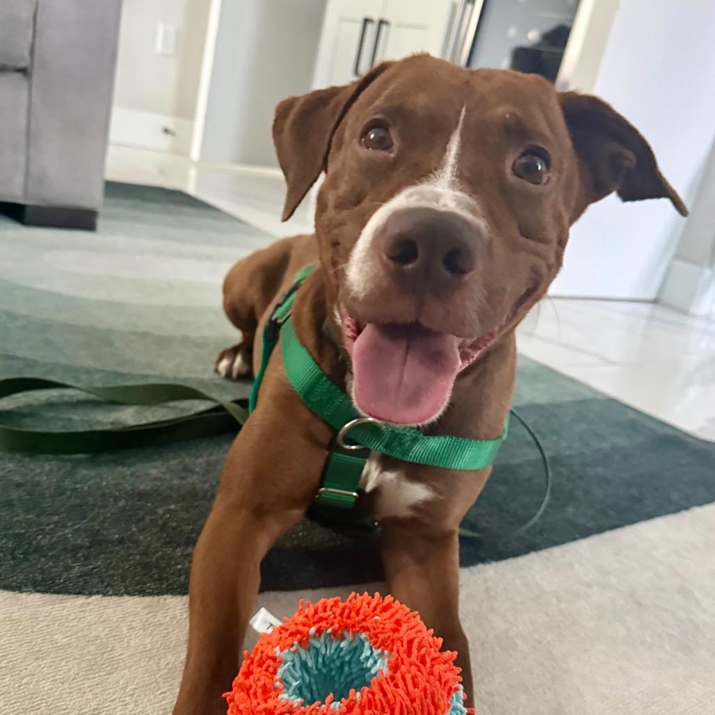 Enlarge Rainbow Sprinkles, a Adoptable mixed breed in Jersey City, NJ image 4/6