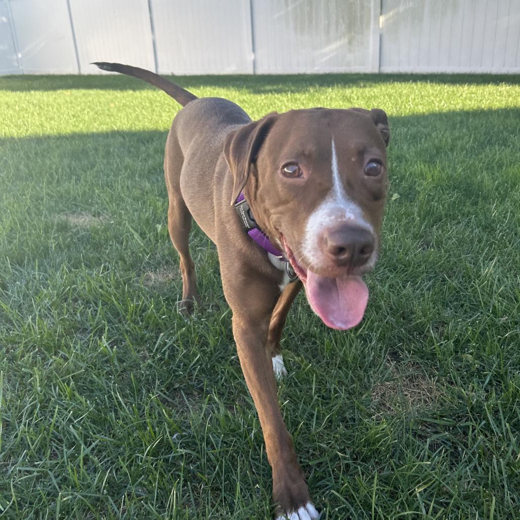 Enlarge Rainbow Sprinkles, a Adoptable mixed breed in Jersey City, NJ image 5/6