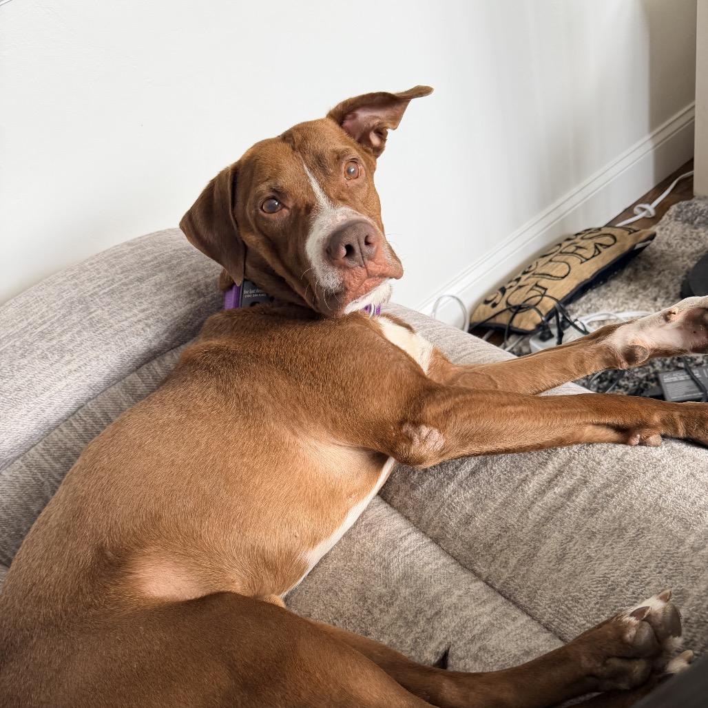 Enlarge Rainbow Sprinkles, a Adoptable mixed breed in Jersey City, NJ image 6/6