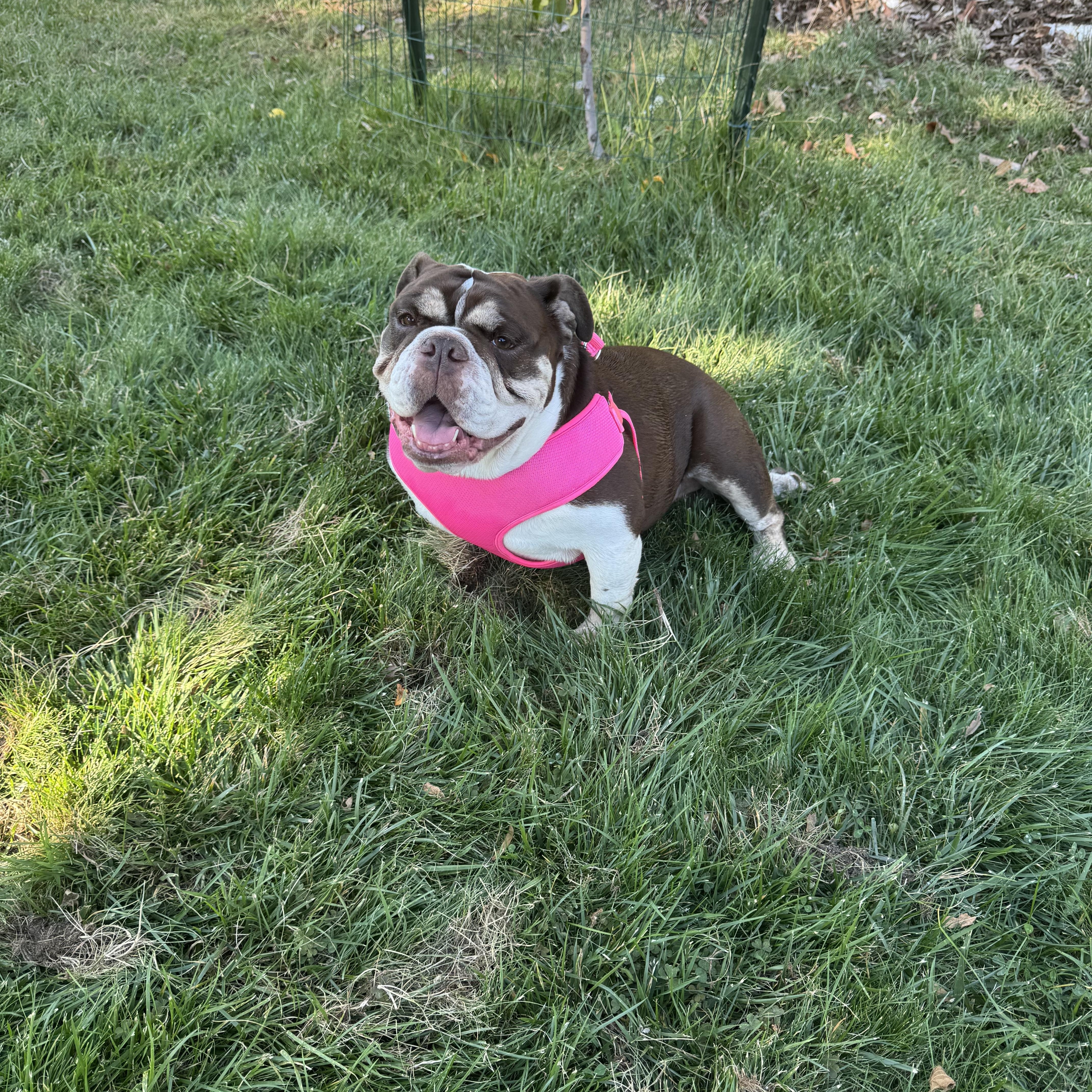 Rosie — thumbnail 2