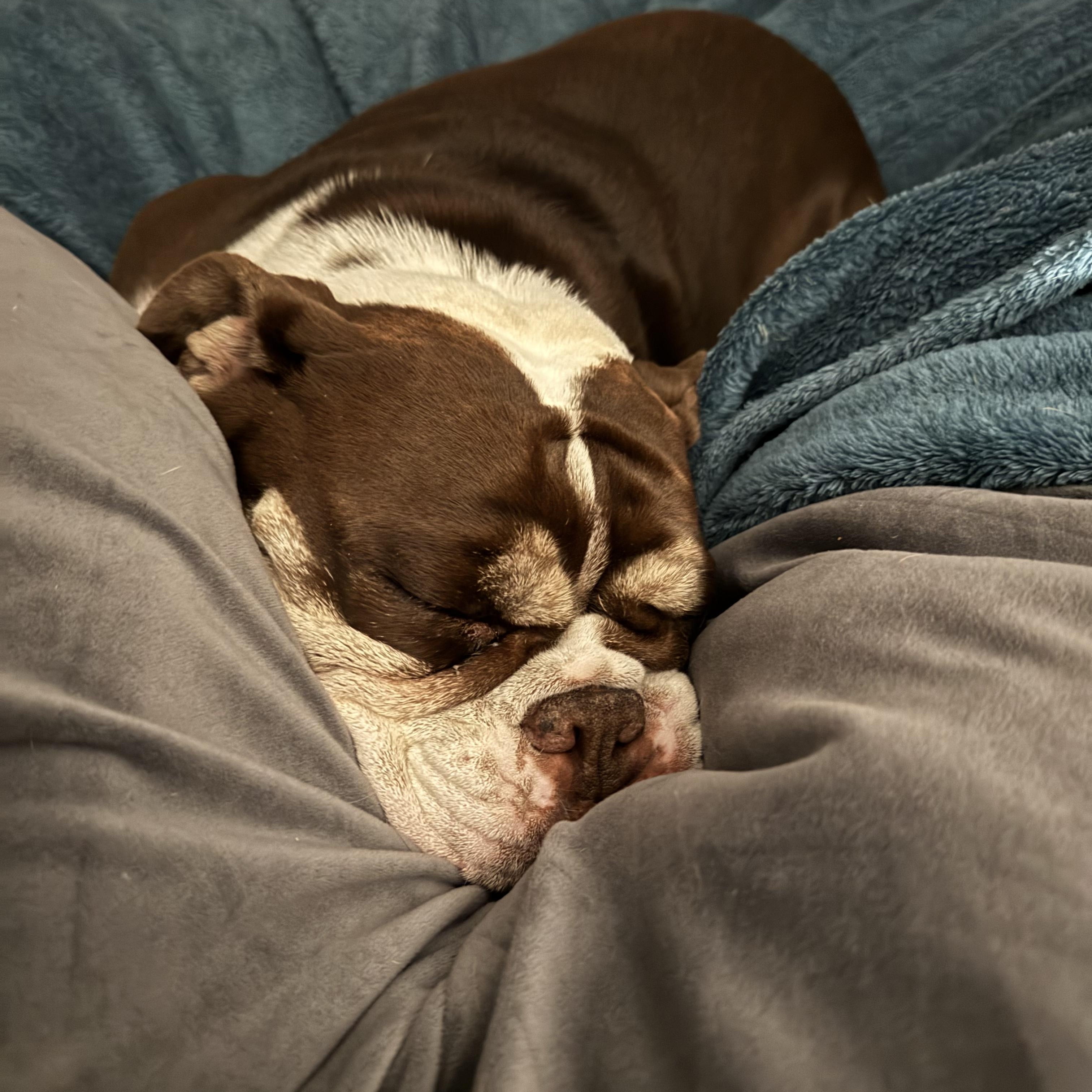 Rosie — thumbnail 3