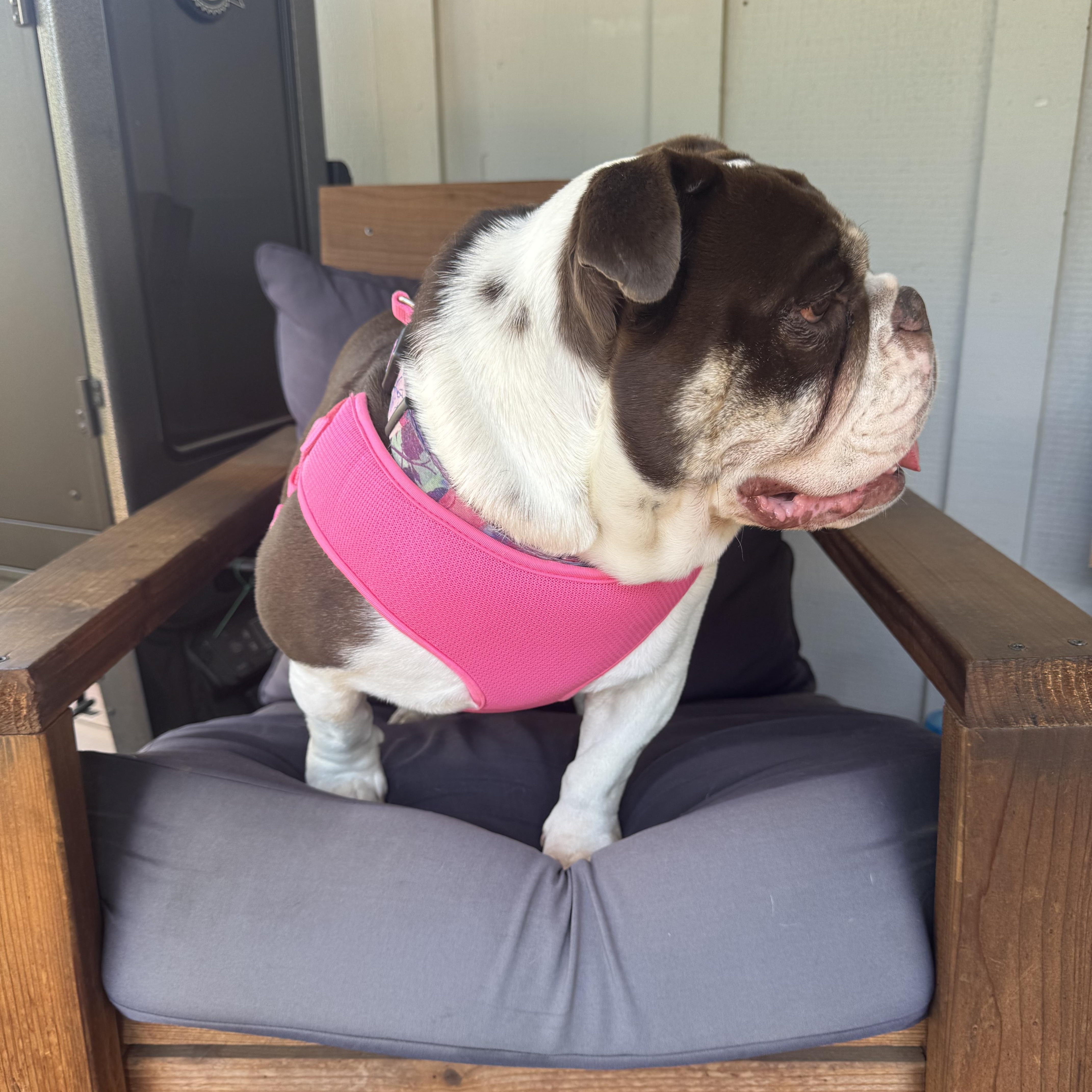 Rosie — thumbnail 4