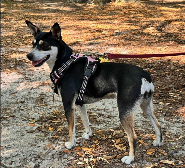 Hopper, a ADOPTABLE mixed breed in Eutawville, SC image 5/6