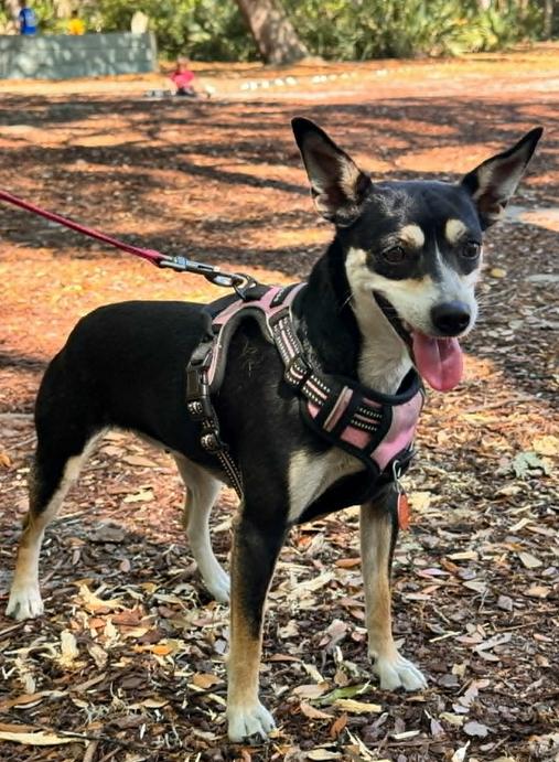 Hopper, a ADOPTABLE mixed breed in Eutawville, SC image 1/6