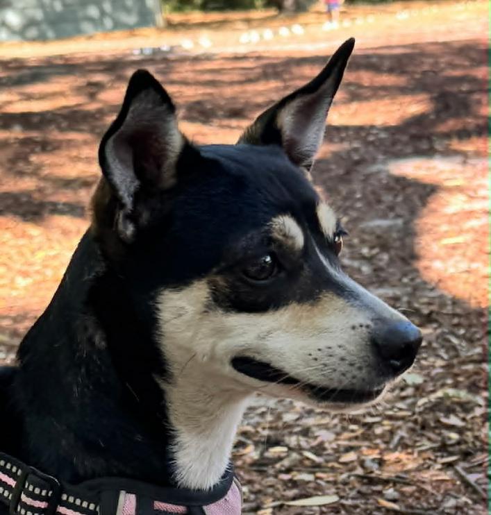 Hopper, a ADOPTABLE mixed breed in Eutawville, SC image 3/6