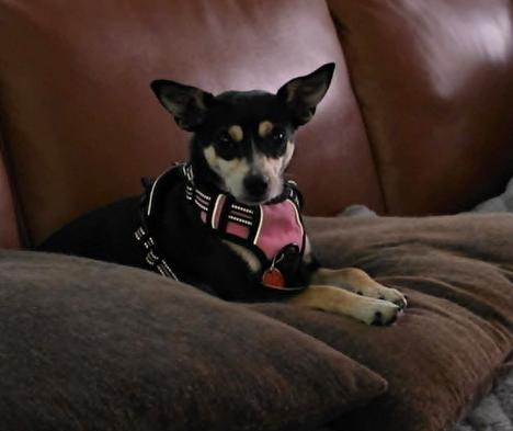 Hopper, a ADOPTABLE mixed breed in Eutawville, SC image 2/6