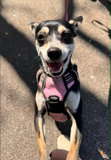 Hopper, a ADOPTABLE mixed breed in Eutawville, SC image 6/6