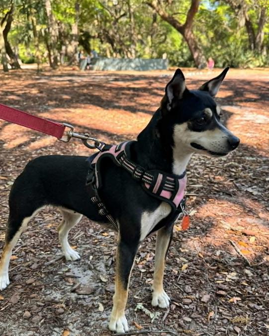 Hopper, a ADOPTABLE mixed breed in Eutawville, SC image 4/6