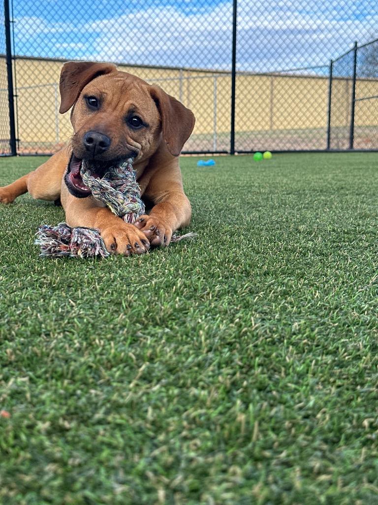 Red, Adoptable, Puppy Female Mixed Breed.