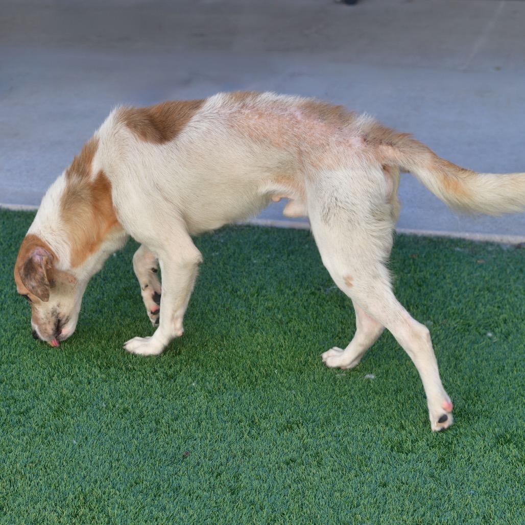 Rumble, Adoptable, Adult Male Mixed Breed.