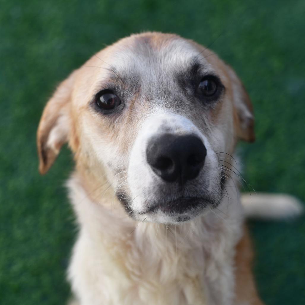 Rumble, a Adoptable Mixed Breed in Ottawa, KS image 2/2