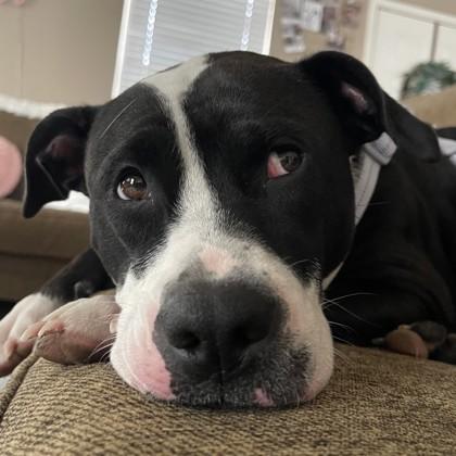 Juniper, a Adoptable mixed breed in Bryan, TX image 2/3