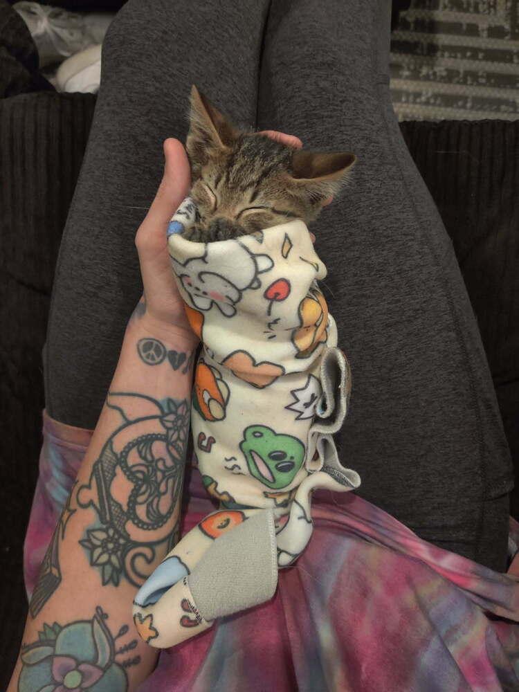 **Cat Cafe** Scotch, a Adoptable Domestic Short Hair in Topeka, KS image 1/5